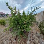 Satılır Torpaq, Lökbatan qəs., Qaradağ rayonu 2