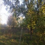 Satılır 3 otaqlı Bağ evi Şamaxı 9