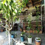 Kirayə (günlük) 3 otaqlı Həyət evi/villa Qax 10