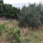 Satılır Torpaq, Mərdəkan, Xəzər rayonu 5