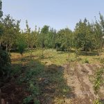 Продажа Участок Шамаха 2