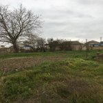 Satılır Torpaq Neftçala 5
