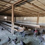 Продажа Участок, пос. Бахар, Сураханы район 4