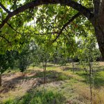 Kirayə (günlük) 2 otaqlı Həyət evi/villa İsmayıllı 5