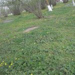 Satılır 3 otaqlı Bağ evi Xaçmaz 13