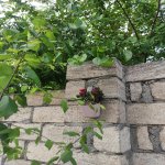 Satılır Torpaq Qusar 2