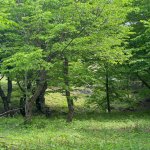 Satılır Torpaq İsmayıllı 5