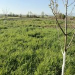 Satılır 4 otaqlı Həyət evi/villa Xaçmaz 13
