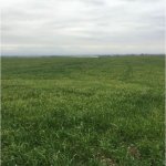 Satılır Torpaq Xaçmaz 2