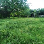 Продажа Участок Гябяля 1