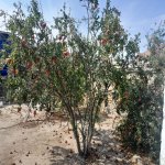 Продажа Участок Сумгайыт 8