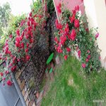 Kirayə (günlük) 4 otaqlı Həyət evi/villa Oğuz 17