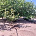 Satılır 3 otaqlı Bağ evi Sumqayıt 19