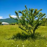 Продажа Участок Гябяля 6