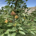 Satılır 6 otaqlı Bağ evi, Pirallahı rayonu 29