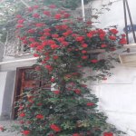 Kirayə (aylıq) 1 otaqlı Köhnə Tikili, 28 May metrosu, Nəsimi rayonu 1