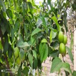 Satılır 5 otaqlı Həyət evi/villa, Koroğlu metrosu, Maştağa qəs., Sabunçu rayonu 11