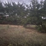 Satılır Torpaq, Novxanı, Abşeron rayonu 5