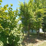 Посуточно 3 комнат Дома/Виллы Исмаиллы 5