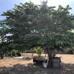 Satılır 6 otaqlı Bağ evi, Bilgəh qəs., Sabunçu rayonu 3
