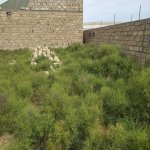 Продажа Участок, пос. Билгях, Сабунчу район 1