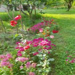 Kirayə (günlük) 4 otaqlı Həyət evi/villa Qax 15