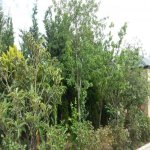 Satılır 4 otaqlı Bağ evi, Buzovna, Xəzər rayonu 19