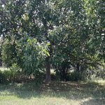 Kirayə (günlük) 2 otaqlı Həyət evi/villa İsmayıllı 15