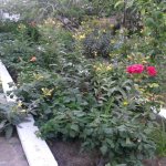 Продажа 6 комнатная Дома/Виллы, Новханы, Абшерон район 9