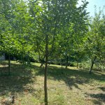 Satılır 3 otaqlı Həyət evi/villa İsmayıllı 15