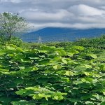 Satılır Torpaq Qəbələ 12