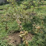 Satılır 6 otaqlı Bağ evi, Pirallahı rayonu 21