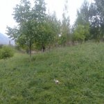 Satılır Torpaq İsmayıllı 17