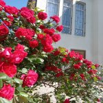 Satılır 4 otaqlı Həyət evi/villa, Masazır, Abşeron rayonu 5