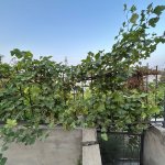 Продажа 16 комнатная Дома/Виллы, м. Нефтчиляр метро, пос. Бакиханова, Сабунчу район 9