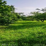 Satılır Torpaq Qəbələ 4