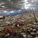 Satılır Torpaq Quba 30