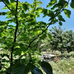 Kirayə (günlük) 4 otaqlı Həyət evi/villa Quba 10