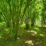 Продажа Участок Гябяля 2