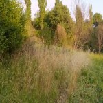 Satılır Torpaq Şamaxı 1