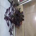 Kirayə (aylıq) 2 otaqlı Yeni Tikili, Xalqlar dostluğu metrosu, Heydər Əliyev park , Nizami rayonu 8