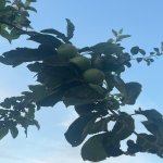 Satılır 5 otaqlı Həyət evi/villa, Maştağa qəs., Sabunçu rayonu 27