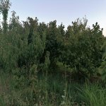 Продажа Участок Хачмаз 6