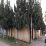 Satılır 3 otaqlı Həyət evi/villa, Koroğlu metrosu, Zabrat qəs., Sabunçu rayonu 9