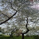 Satılır 4 otaqlı Bağ evi Mingəçevir 21