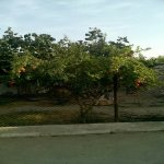 Продажа 4 комнат Дома/Виллы, м. Короглу метро, пос. Сабунчу, Сабунчу район 10