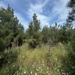 Satılır Torpaq, Şüvəlan, Xəzər rayonu 1