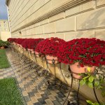Satılır 4 otaqlı Həyət evi/villa, Pirallahı, Pirallahı rayonu 6