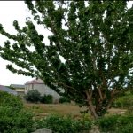Satılır 7 otaqlı Bağ evi, Maştağa qəs., Sabunçu rayonu 8