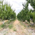 Продажа Объект Шабран 10